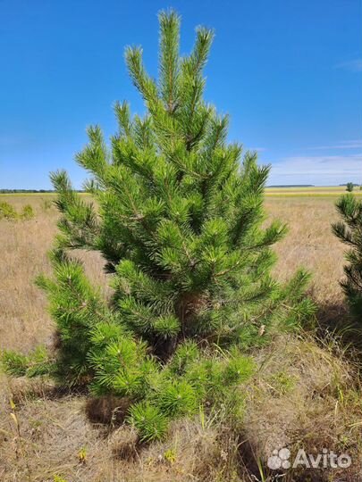 Крымская сосна