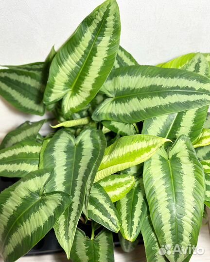 Шизматоглотис Walichii