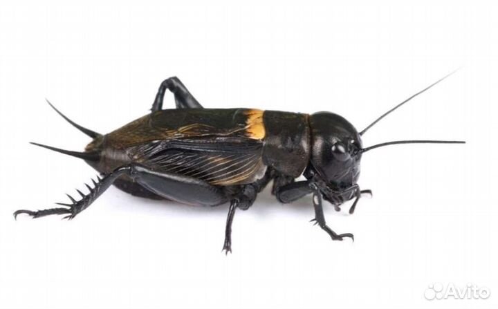 Замороженные сверчки