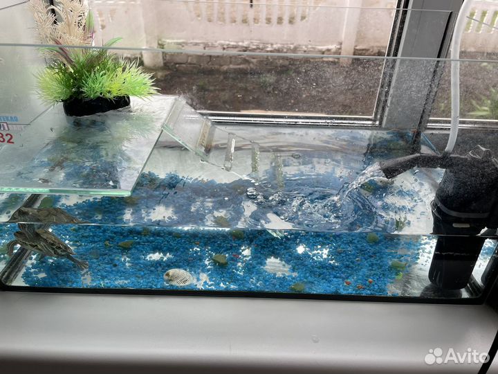 Красноухая черепаха с аквариумом