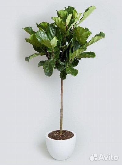 Лирата фикус