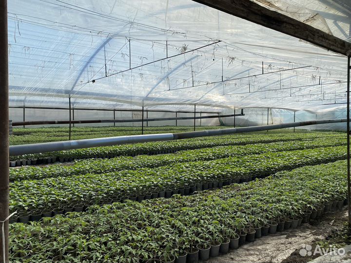 Рассада на заказ