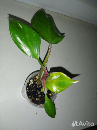 Филодендроны