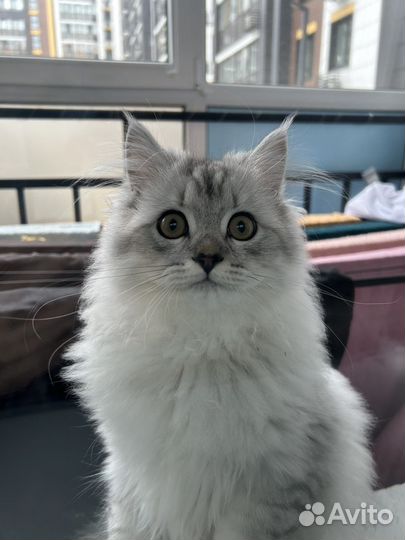 Британский котенок