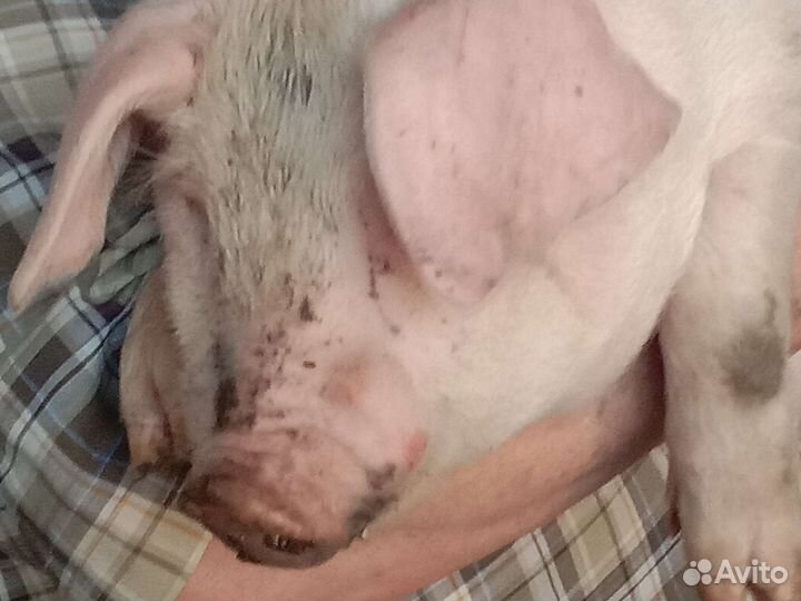 Продаю поросят