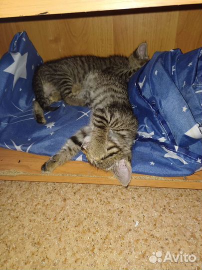 Отдам котят (идут вместе )