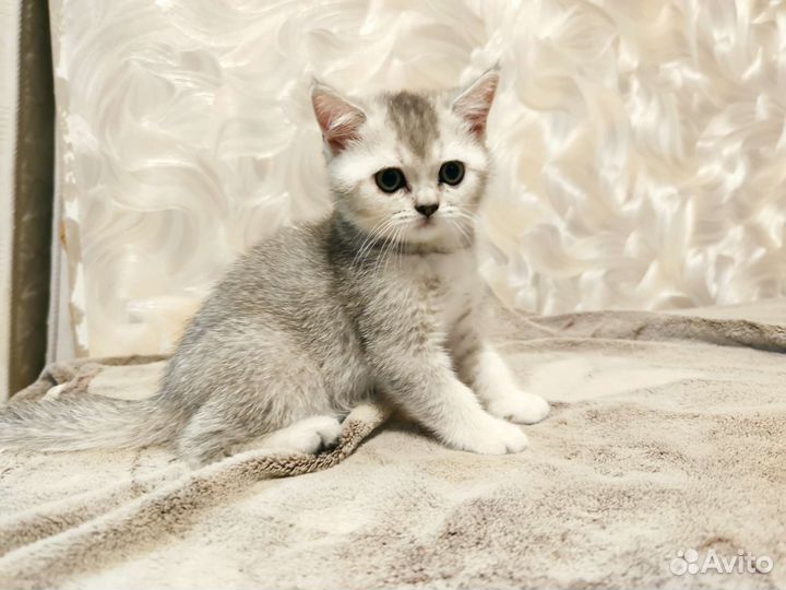 Шотландские котята
