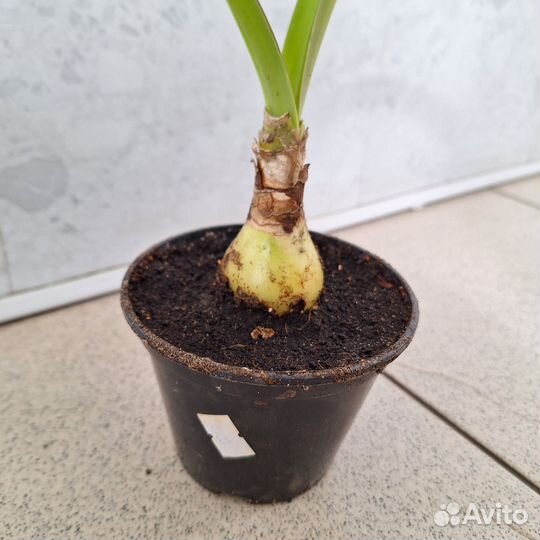 Гиппеаструм / амариллис 