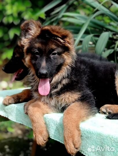 Питомник Голд Магда,щенки немецкой овчарки