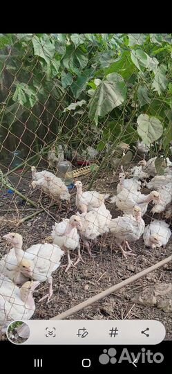 Индюшата биг премиум