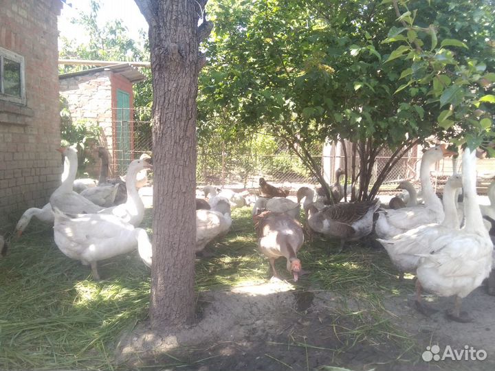 Гусята утята