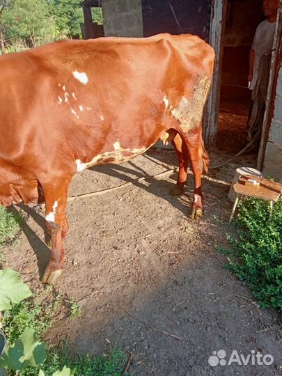 Корова и две телочки