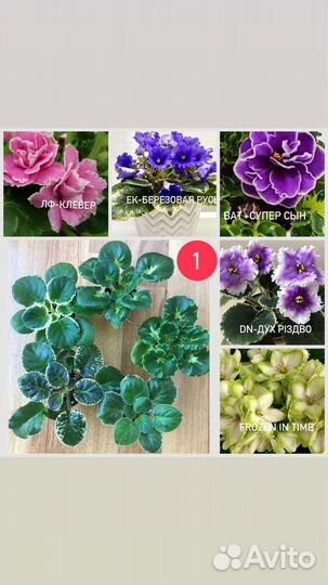 Детки сортовых фиалок