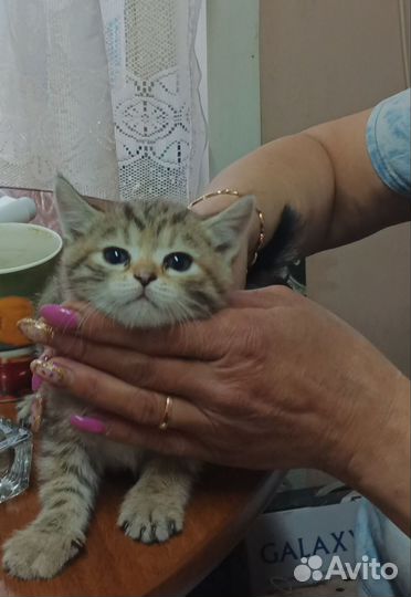 Кошки