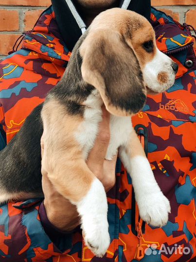 Щенки бигль