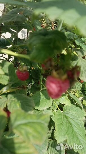 Малина ягоды свежая