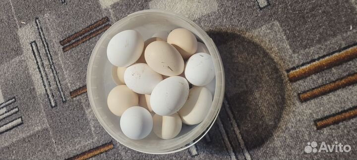 Петух, куры, яйца в подарок