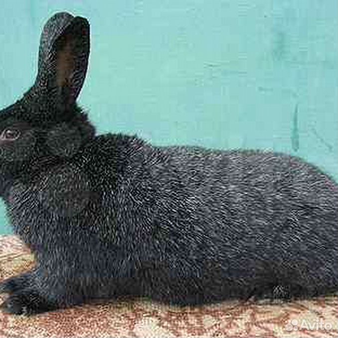 купить кроликов в юрге. черная шиншилла кролик. авито юрга животные. коза 3 года. авито юрга животные.