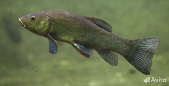 Линь (мальки линя )