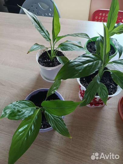 Спатифиллум