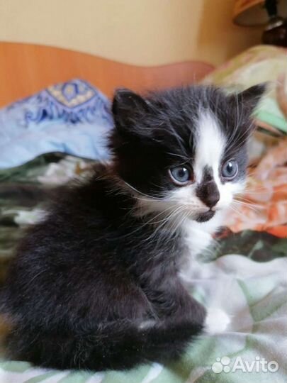 Кошки в добрые руки бесплатно