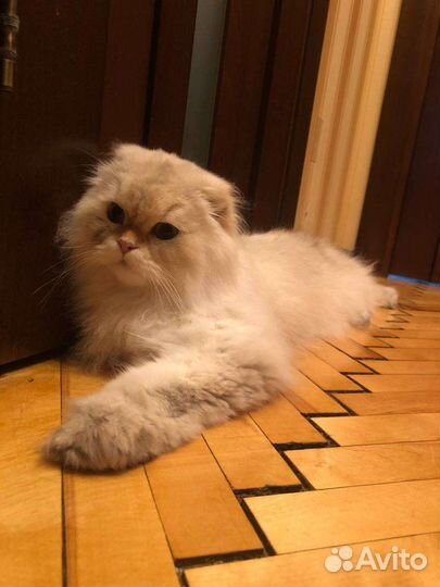 Шотландский голубоглазый,золотой поинт 18.06.22