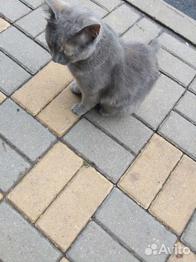 Кошка в дар