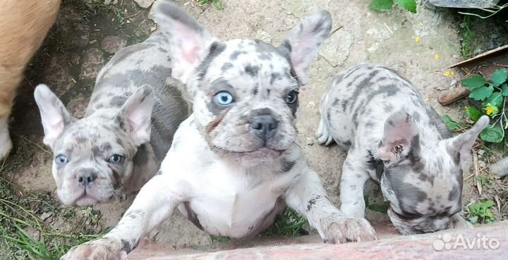 Французские бульдожки