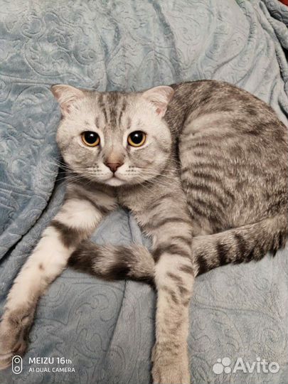 Кот на вязку Шотландец