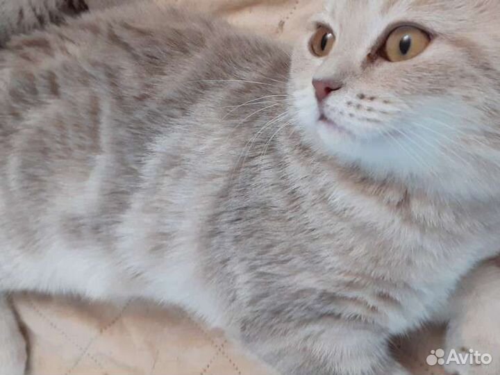 Очаровательные шотландцы
