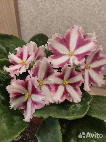 Фиалка ав-Харакири