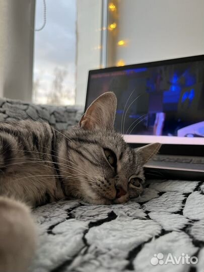 Домашние животные кошки