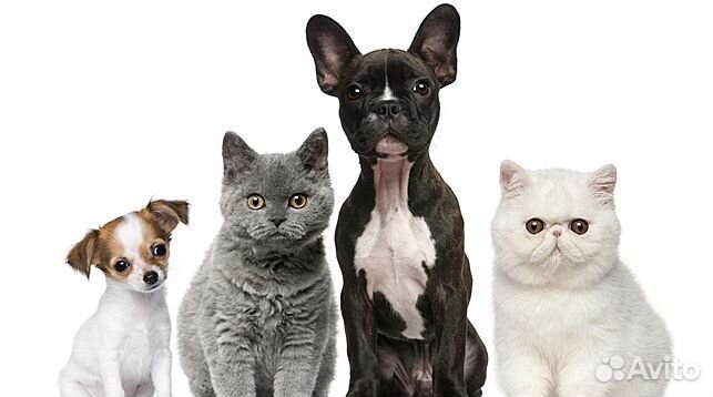 Передержка животных