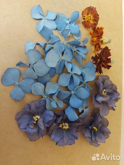 Сухоцветы для творчества