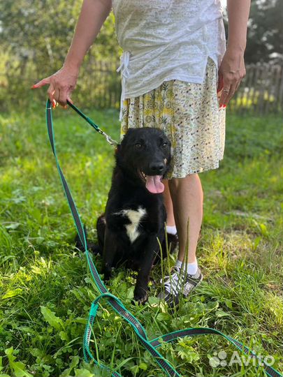 Щенок мальчик Рон