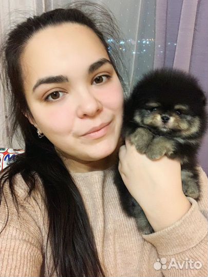 Померанский шпиц малыши