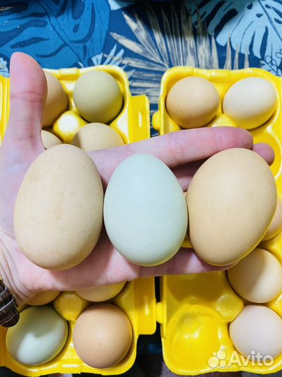 Яйцо куриное домашнее