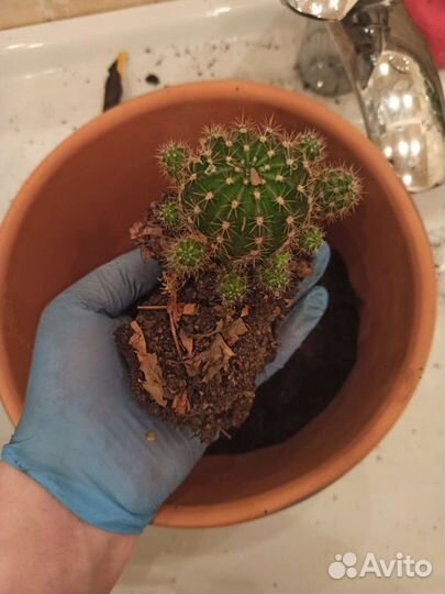 Кактус для связи