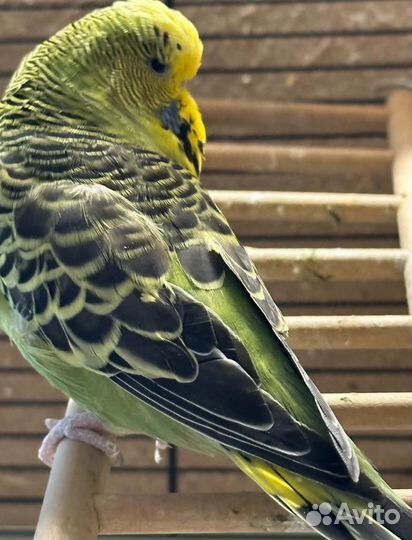 Попугаи ввп чехи