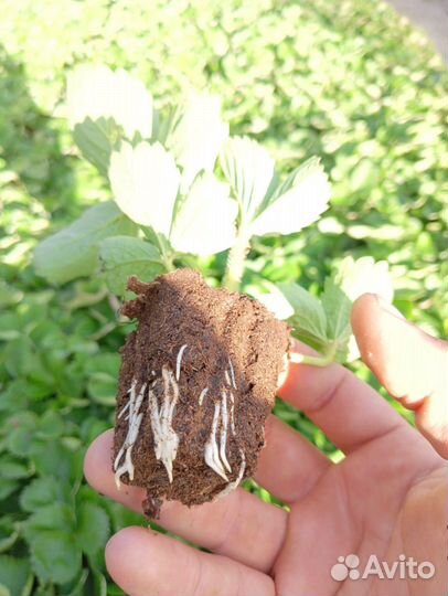 Рассада клубники азия Кабриоло