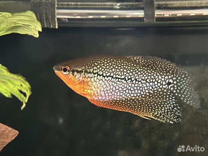 Псевдотрофеус Демасони