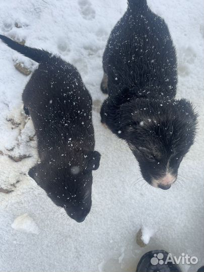 Щенок в добрые руки