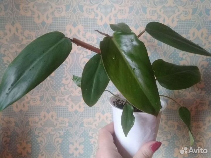 Филодендрон