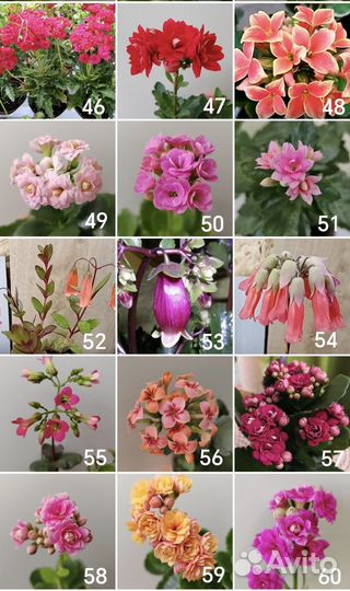 Каланхоэ разные цвета, редкие расцветки