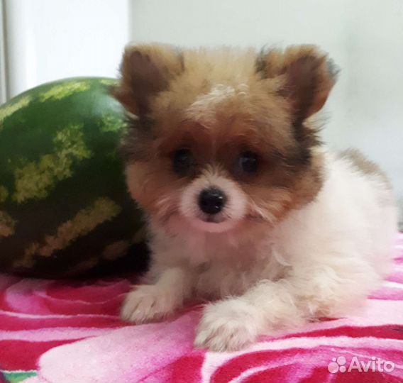 Шпице-йорки /мальчики