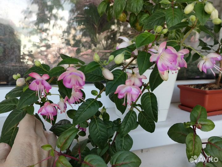 Фуксия сорт Thamar