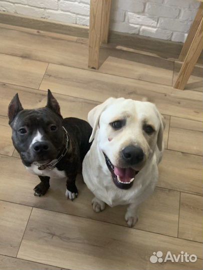 Услуги кинолога