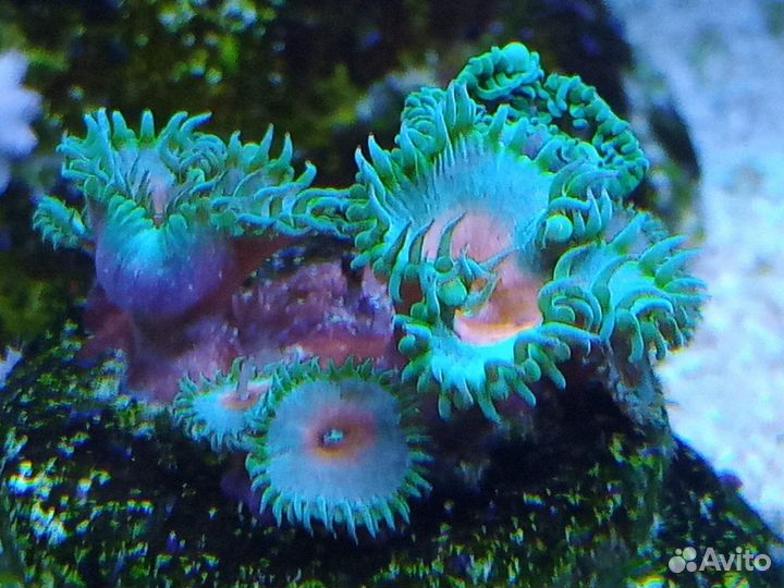 Морские кораллы (живые)