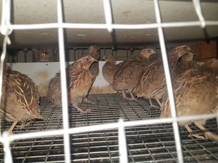 Японский перепел + инкубационные яйца