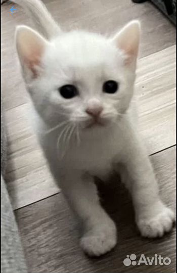 Отдам в добрые руки